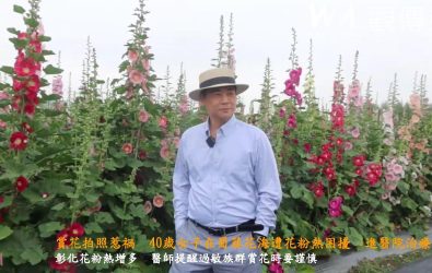 彰化縣一名張姓女子前往員林蜀葵花海賞花拍照，卻在短時間內感到眼睛發癢、連打噴嚏，甚至出現氣喘不適，醫師說是遭花粉熱困擾。（記者陳雅芳攝）