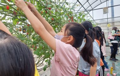 花壇鄉文祥國小三年級學生在花壇鄉錦坤果園參加「農業體驗及技術傳承」課程，體驗如何採摘玉女小番茄。（記者陳雅芳攝）