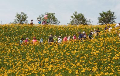 虎山巖金針花季向來吸引大批遊客前來朝聖。（資料照 記者陳雅芳攝）