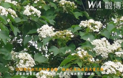 桐花飄雪，彰化市長林世賢邀請全國民眾春日走訪福田賞桐生態園區，感受油桐花盛開的浪漫氛圍。（記者陳雅芳攝）