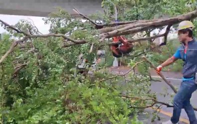 員林市員南路高鐵橋下附近，疑似因風勢過大導致路旁路樹傾倒，女性機車騎士行經時，疑似為閃避一輛汽車，意外撞上倒塌路樹。（民眾提供）