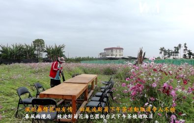 「被波斯菊花海包圍的台式下午茶」活動，因暴風雨攪局，導致現場棚架、桌椅等設備全數被強風吹翻，讓參與者超惋惜。（記者陳雅芳攝）