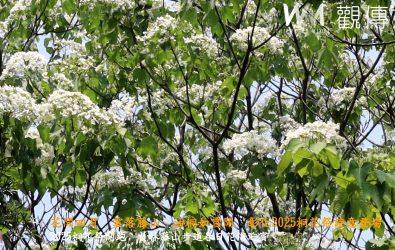 「2025桐花祭～員林真好客 樂FUN遊藤山」，在員林市藤山步道熱鬧登場，整座藤山步道有桐花綻放的浪漫景。（記者陳雅芳攝）