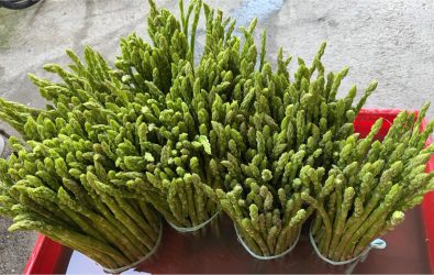 今年春季氣候詭譎多變，對以溫度敏感著稱的蘆筍造成嚴重衝擊今年產量驟減，不少農民苦嘆：「一年的心血幾乎付諸流水。」（民眾提供）