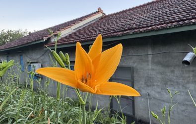 花壇鄉虎山巖金針花今年首花在今日一早開放，一口氣開了3朵，虎山巖金針花聲名大噪，每年吸引來自全台各地的遊客前來賞花。（參山處提供）