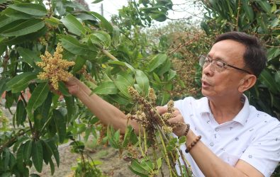 接連低溫寒害，對彰化縣金蜜芒果及其他改良種芒果造成了嚴重損害，農業部已公告符合農業天然災害現金救助標準，可申請救助。（資料照　記者陳雅芳攝）