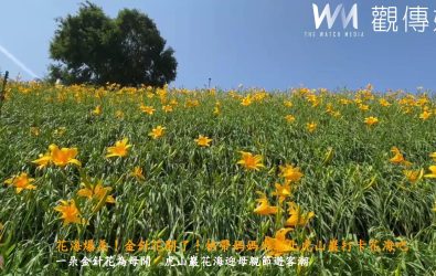 花壇鄉虎山巖金針花季今天開幕，30萬株金針花迎賓，吸引各地遊客賞花拍照（記者陳雅芳攝）