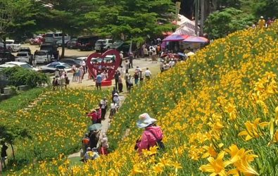 花壇鄉虎山巖金針花季湧進大批遊客，粗估有上萬名遊客前來賞花，近日每天約有10萬株金針花迎賓。（米諾斯提供）