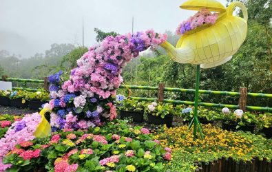 1140510-211 「花現台七-繡球金針農遊趣」17萬株金針花海亮相
