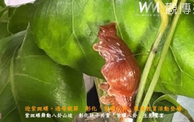 彰化縣政府舉辦「2025紫耀八卦-喜迎斑蝶到我家」活動，吸引大批親子家庭冒雨參與，現場洋溢著溫馨氣氛。（記者陳雅芳攝）