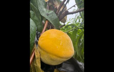 芬園鄉榮獲神農獎的果農張洲府培育的「豐香」水蜜桃，傳出失竊事件，幾乎整座果園被「拔光」，現場還有小偷遺留下來的水果籃。（張洲府提供）