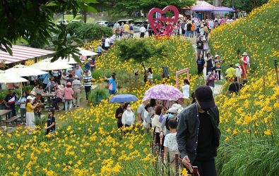 花壇鄉虎山巖金針花海適逢週末，園區人潮再度爆滿，不僅停車場滿載，就連賞花步道也擠得水洩不通，甚至出現遊客踩踏花海等亂象。（民眾提供）
