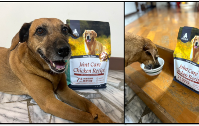 毛孩時代推出專為熟齡犬設計的低磷關節狗飼料，成為守護毛孩晚年健康的重要營養選擇。（品牌提供）