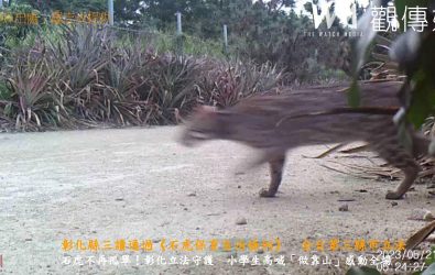 彰化縣八卦山麓是石虎重要出沒區。（羅志成提供）