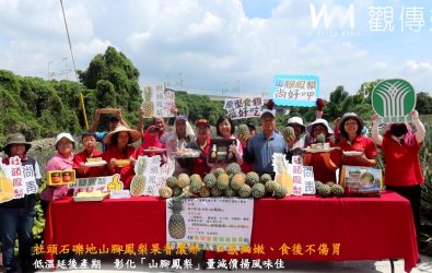 社頭鄉八卦山山腳路一帶所產台農2號（土）鳳梨，獨特風味，深受市場青睞，素有「山腳鳳梨」之美名。（記者陳雅芳攝）