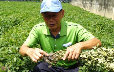 花生根系容易因氣候變遷導致積水、腐爛等問題，病害與低氧環境嚴重影響產量與品質。（圖／記者蘇榮泉攝）