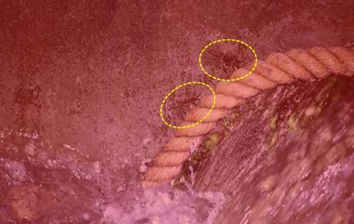 兩隻毛蟹於夜間，在魚道內湍急的水流中，利用爬繩攀行