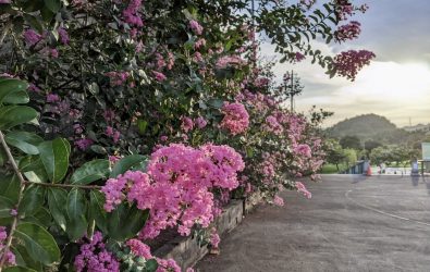紫薇花語象徵「親密無間」，一串串粉紫色花穗隨風搖曳，如雲霞般浪漫