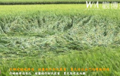 （有影片）／丹娜絲颱風掃過　埔鹽稻作倒伏嚴重　農民搶收無門陷雙輸困境