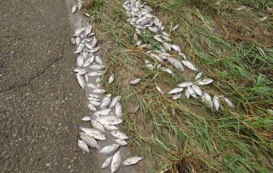 彰化貓羅溪暴雨後慘見逾3千尾魚屍，雨傘節蛇屍夾雜其中，生態浩劫觸目驚心。（攝影師米諾斯提供）