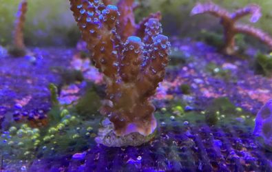 沃旭進行珊瑚育生可行性研究，迄今已成功培育軸孔珊瑚、菊珊瑚等種類，預計於2025年第三季將活體珊瑚佈放至大彰化東南離岸風場。（沃旭能源提供）