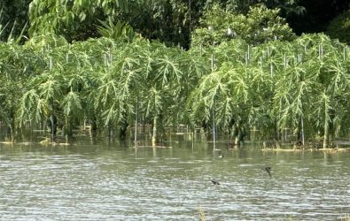 因雨受災，彰化釀酒葡萄與木瓜泡水損失慘重，列第三波現金救助，縣府籲農民儘速申報。（縣政府提供）