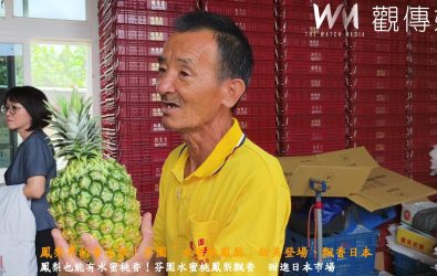 鳳梨也能有水蜜桃香？彰化縣芬園果農梁世爵種出「水蜜桃鳳梨」，香甜又特別，打動國內外饕客味蕾，現正值產季，引來遊客搶購。（記者陳雅芳攝）