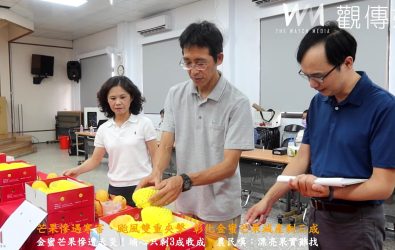 ▲寒冷又颱風，讓彰化芒果農苦不堪言，今年金蜜芒果評鑑縮水一半，農民還是拚命找漂亮果上場參加評鑑。（記者陳雅芳攝）