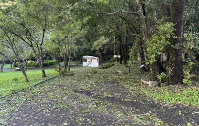 楊柳颱風造成奧萬大國家森林遊樂區內少數林木少損_(1)