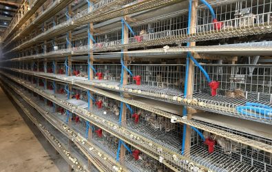 夏季也爆禽流感！彰化福興鵪鶉場鵪鶉異常死亡，檢驗確認H5N1病毒，防疫人員已撲殺近7萬隻禽隻並完成消毒。（彰化縣動物防疫所提供）