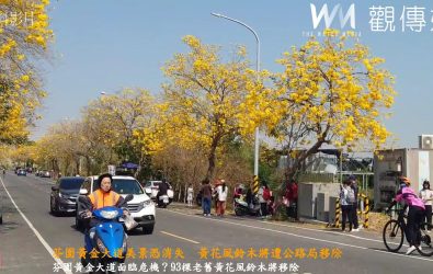 芬園鄉彰南路黃花風鈴木每年吸引大量遊客賞花，公路局南投工務段經專家評估後，決定今年9月移除93棵老舊風鈴木，占全數六分之一。（資料照　記者陳雅芳攝）