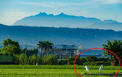 太美了！花壇田野意外拍到「玉山＋候鳥」同框照，水田倒影像幅畫，讓網友驚呼根本在花蓮。（潘先生提供）