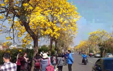 芬園鄉彰南路部分黃花風鈴木將移除，但寶藏寺前最美路段保留，花期賞花不受影響。（資料照　記者陳雅芳攝）