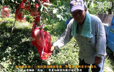 二水正值白柚產季，但果園卻屢遭獼猴入侵，果農在柚子外再套紅色塑膠網袋，希望守住辛苦栽種的心血。（記者陳雅芳攝）