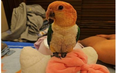 彰化市顏姓飼主的愛鳥「小寶」走失，透過臉書協尋，懸賞6萬6千元盼尋回。（民眾提供）