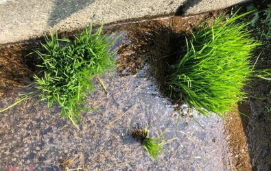 南彰化地區稻田出現白背飛蝨、褐飛蝨及稻熱病病徵，彰化縣農業處提醒農友把握防治時機，避免損失。（彰化縣政府提供）