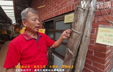 田尾公路花園鳳凰花園展出一批腐朽木材，木頭上竟密布像螺絲般的突起，乍看彷彿有人用螺絲起子慢慢鎖進樹幹裡，吸引遊客駐足驚嘆。（記者陳雅芳攝）