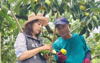 番路柿餅加工開跑，農會啟動保價收購助杮農穩定收益。(圖／番路鄉農會提供)