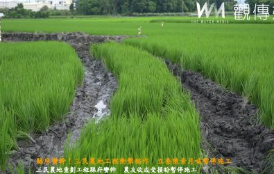 距收成僅剩一個月，田中鎮三民農地重劃工程施工破壞田地，農友、立委陳素月喊暫停施工。（立委陳素月提供）