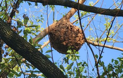 LINE_ALBUM_黑腹虎頭蜂窩移除_250916_1