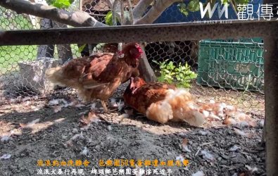 埤頭鄉傳出雞舍血案，一群流浪犬鑽入放養蛋雞雞舍，瘋狂撕咬雞群，造成約50隻蛋雞死亡」。（民眾提供）