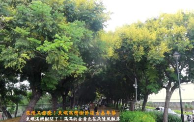 台灣欒樹盛開，最美秋景現身東螺溪！湖埔社區大學舉辦「2025東螺溪戀戀欒樹節」，復古車、手作市集，帶領大家一起穿越時光。（記者陳雅芳攝）