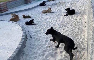 鹿港運動場旁的兒童沙坑，最近被大批流浪犬霸佔，不只狂吠還在沙堆大小便，家長帶小孩路過都得繞路，居民直呼「太恐怖了！」（民眾提供）