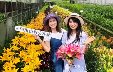 「阿里山百合花季」10月1日登場。(圖／嘉縣府提供)