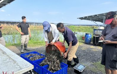 台泥嘉謙綠能義竹布袋間漁電共生案場 F 區經過台泥漁青養殖團隊養殖，泰國蝦與台灣鯛等收成已穩定出貨中。（圖/台泥嘉謙綠能提供）
