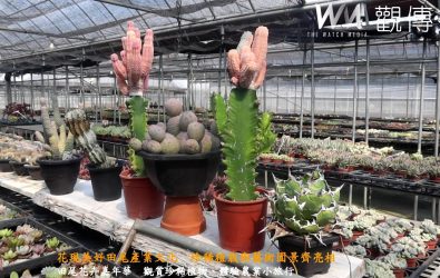 「花現美好田尾」活動將於18、19日登場，有全國植栽達人展出珍稀植物，田尾鄉農會邀民眾沉浸花卉世界、盡享農村魅力。（記者陳雅芳攝）