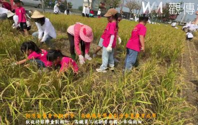 台灣高鐵公司百餘名員工與二林香田國小三年級25位學生一同走入田間體驗「割稻樂」，多數學童首次下田親手收割自己栽種的稻穗，驚呼連連。（記者陳雅芳攝）