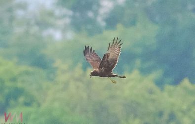 wm20251029101020268411 wm20251029101020268411