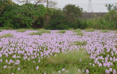 彰化市一處池塘近日布袋蓮盛開，淡紫色花海鋪滿水面，宛如「水上薰衣草」，吸引遊客前往賞花打卡。（生態攝影師米諾斯提供）