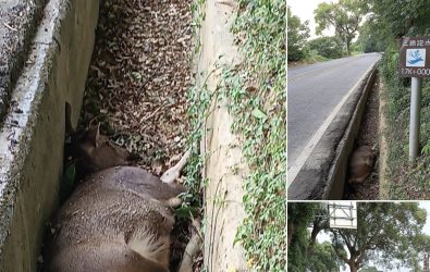 二水鄉日前發現一頭大型水鹿倒臥水溝死亡，雖引發民眾疑慮，但動防所澄清與非洲豬瘟無關，屍體已妥善焚化。（民眾提供）